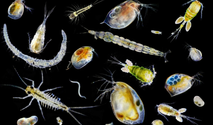 Парадокс планктона: О чём эта сложная загадка современной биологии? (5 фото)
