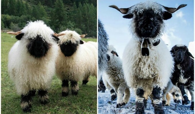 Черноносые овцы - предвестники апокалипсиса или милашки? (16 фото)