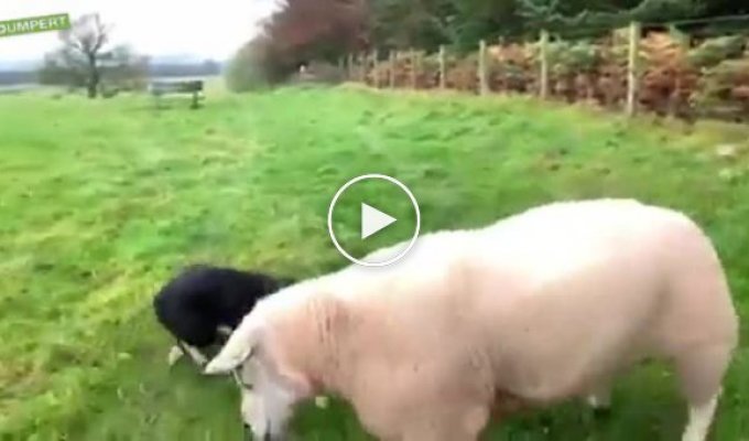 Четвероногий пастух показал упрямым овцам, кто является главным на ферме
