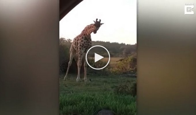 Посетители сафари-парка засняли трогательную дружбу кролика и жирафа