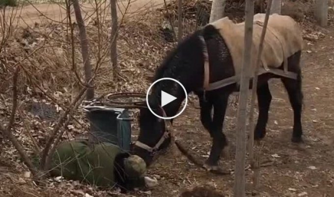 Конь, который знает как помочь своему хозяину на инвалидной коляске