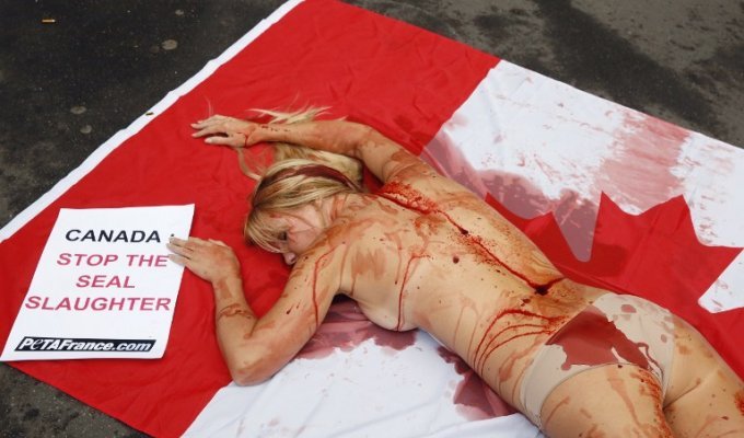 Активисты борются за права животных до крови (7 фото)