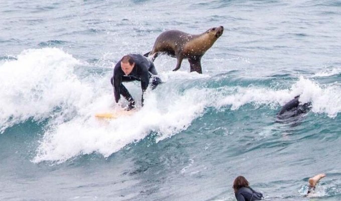Морской лев помогает серферу поймать волну (4 фото)