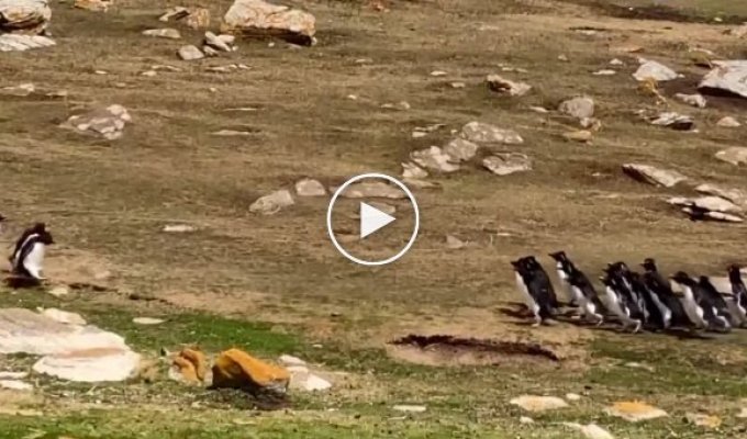 Две группы пингвинов остановились, чтобы пообщаться