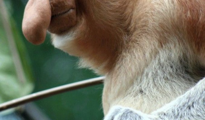 Носачи обезьяны на планете (15 фото)
