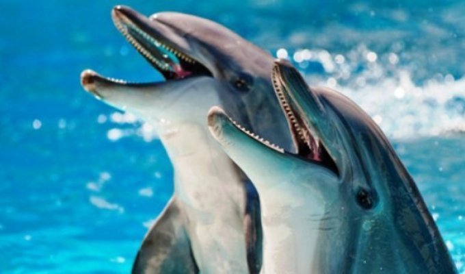 Интересные факты о дельфинах (9 фото)