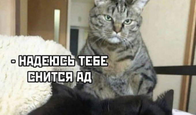 Лучшие шутки и мемы из Сети. Выпуск 222