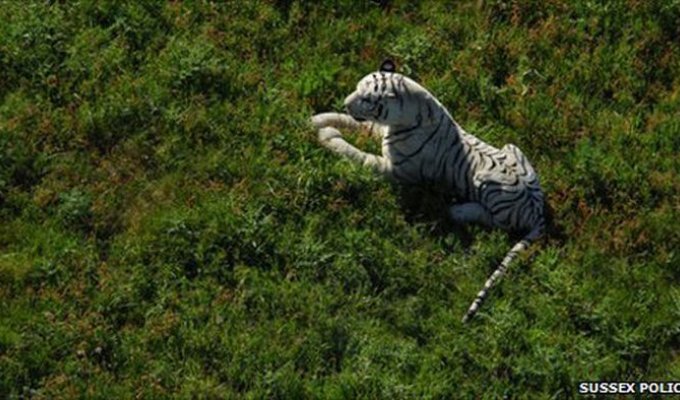 Белый тигр на поле для игры в крикет (2 фото)