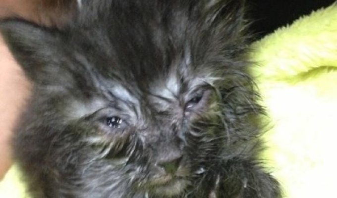 Спасенный с грязной обочины котёнок, превратился в шикарного кота с необычным серебристым воротником (11 фото)