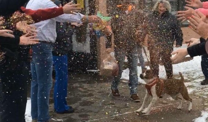 Сотрудники приюта для животных устроили проводы собаке, которая 500 дней ждала нового хозяина (2 фото + 1 видео)