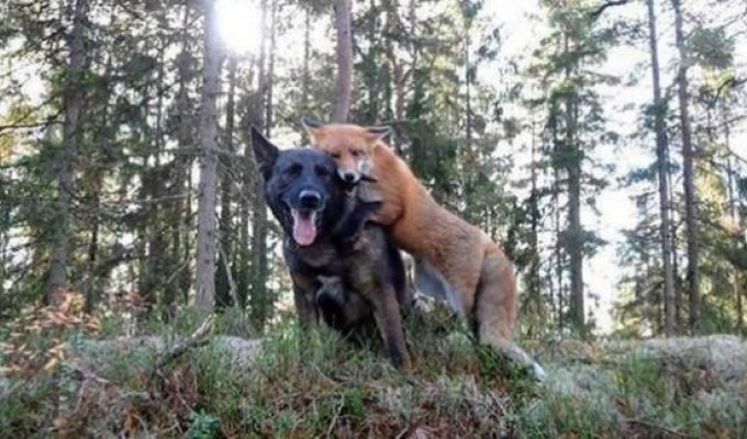 Пес который нашел рыжего друга в лесу и ради которого бегал туда каждый день (5 фото)