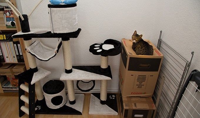 20 забавных примеров железной кошачьей логики (20 фото)