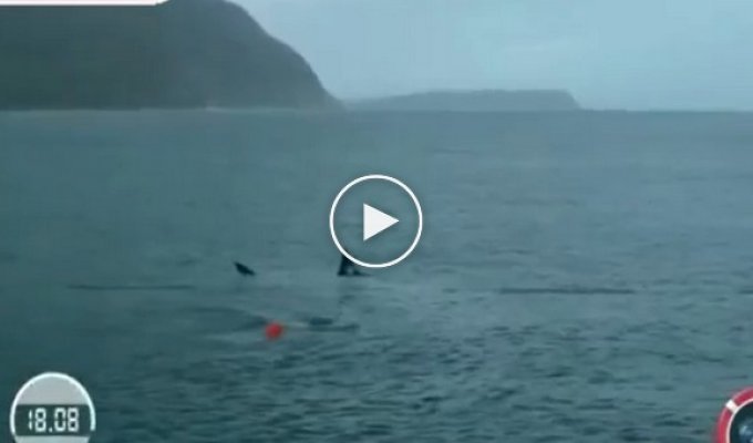 Майкл Фелпс посоревновался с белой акулой в заплыве на 100 метров