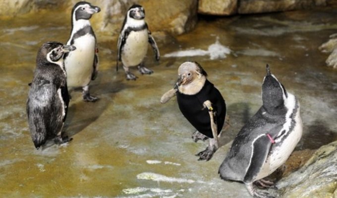 Пингвин без перьев (8 фото)
