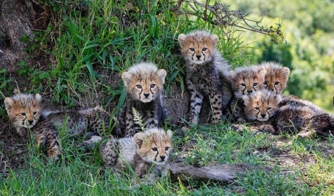 Редкая радость: плодовитая самка гепарда родила 7 детенышей (12 фото)
