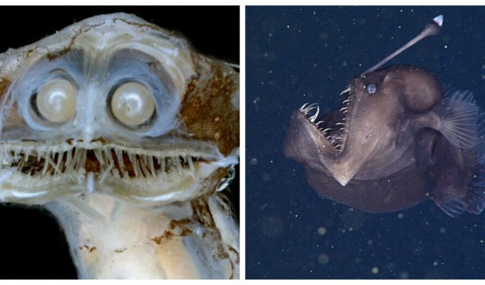 25 самых страшных кошмаров из океанских глубин (26 фото)