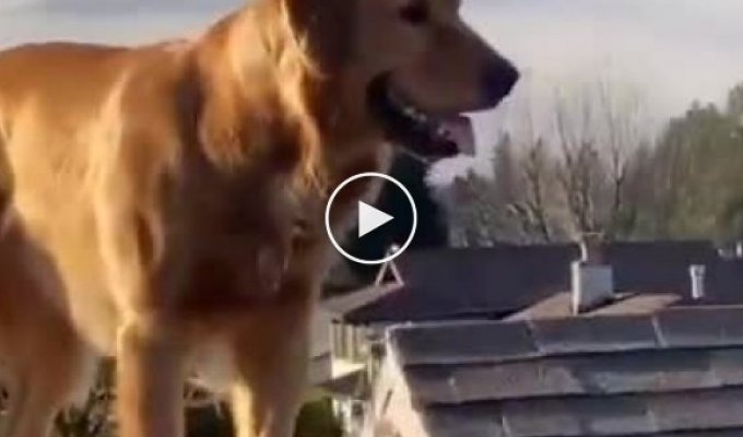 Забравшийся на крышу дома пес шокировал своего хозяина