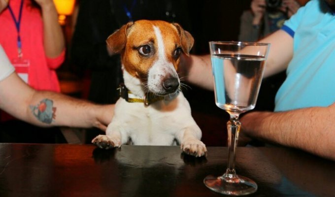Почему собаки не любят пьяных? (5 фото)