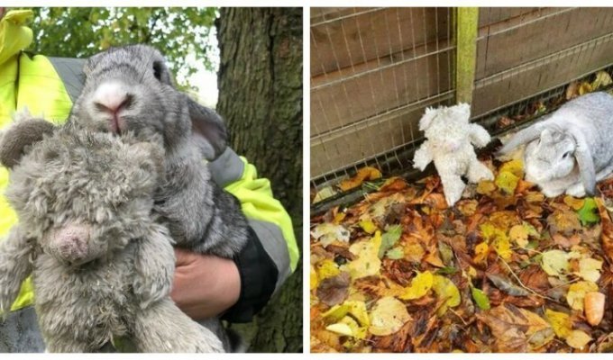 В Великобритании спасли кролика, оставленного с плюшевым медвежонком на обочине дороги (6 фото)