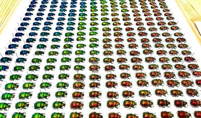Японец собрал коллекцию навозных жуков, собранных по цветовому градиенту (6 фото)