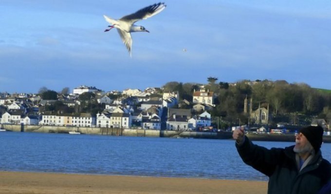 Вот уже 12 лет каждый день эта чайка прилетает к мужчине, который ее спас (1 фото)