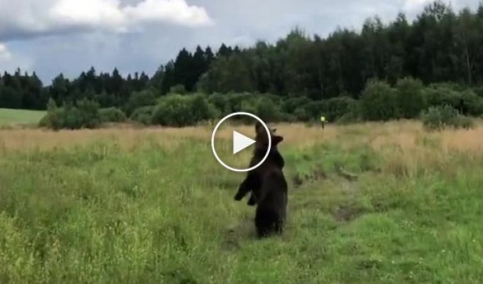 Медведь решил поохотиться на дрон