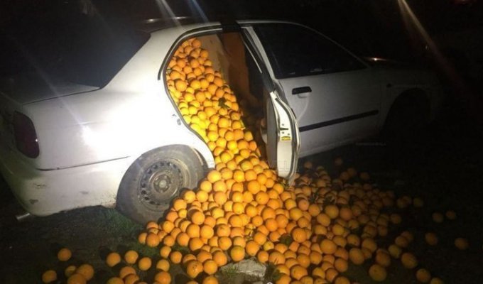 Испанские полицейские задержали апельсиновых воров (5 фото)