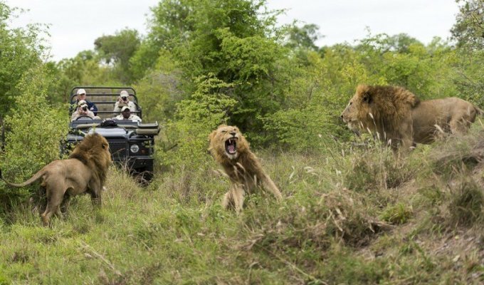 Битва африканских львов (36 фото)