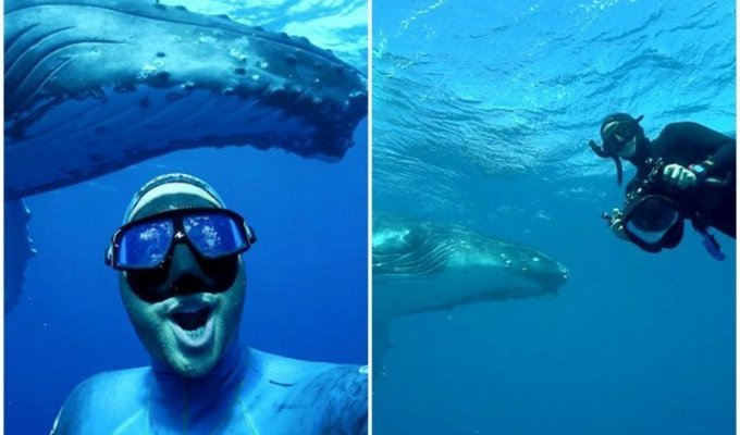 Дайвер снял зрелищное видео-селфи с горбатым китом (4 фото + 1 видео)