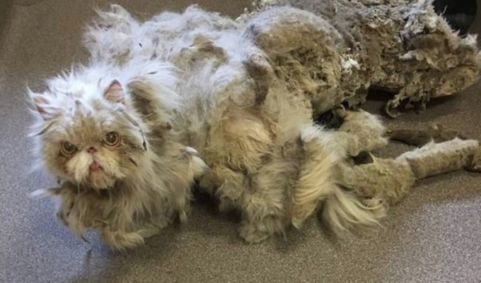 Невероятное преображение кота, который чуть не умер под тяжестью собственной шерсти (7 фото)