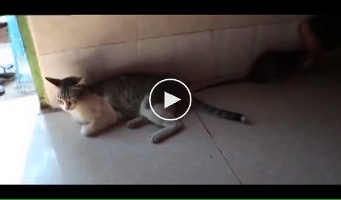Кот со сломанным инстинктом охотника