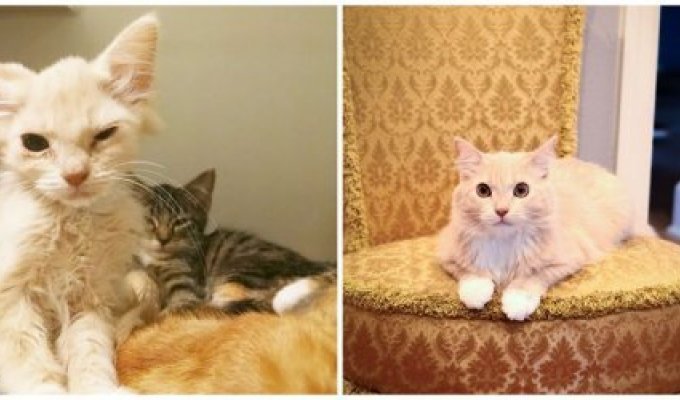 Кошки в серии фотографий 'тогда и сейчас' (34 фото)