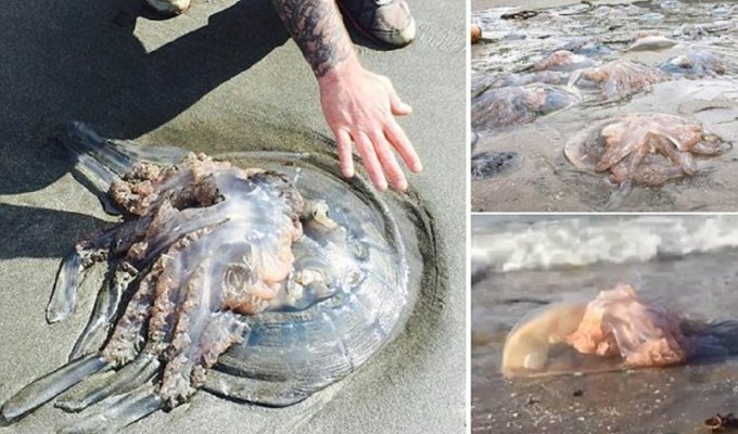 На пляжах Британии - нашествие гигантских медуз! (10 фото)