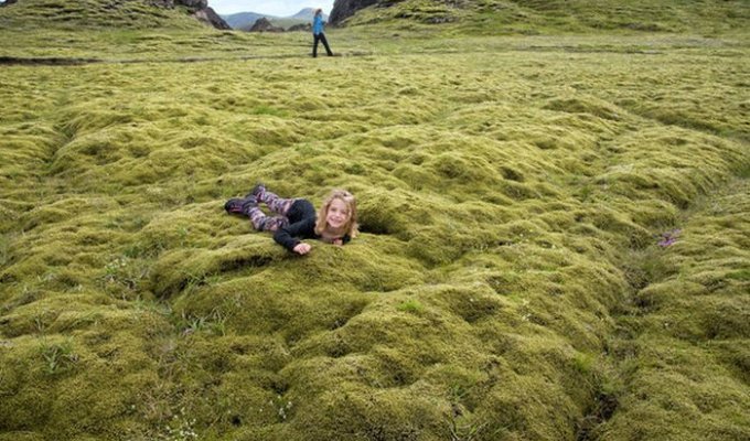 Удивительный исландский мох (6 фото)