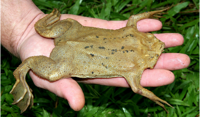 Это просто находка природы: Необычная жаба (15 фото)