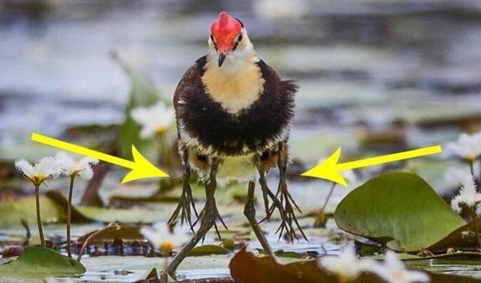 Австралийская Якана: Почему у этих птиц 5 пар конечностей? (11 фото)