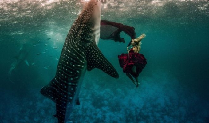 Подводная фотосессия с китовыми акулами (8 фото)