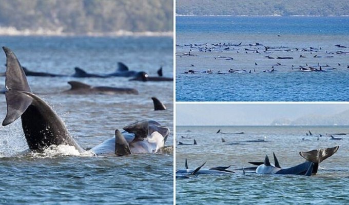 На Тасмании идет операция по спасению стада дельфинов (5 фото)