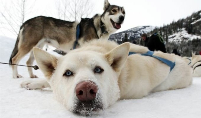Как собаки Северный полюс открывали (5 фото)