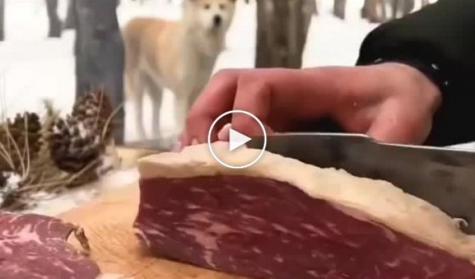 Собака, которая помогает приготовить лесной бургер