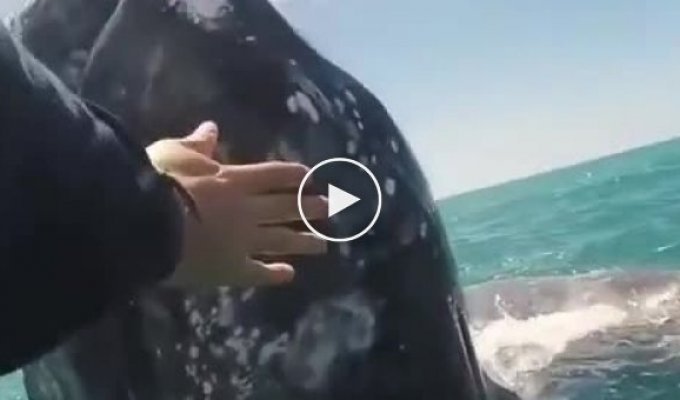 Любопытный детеныш серого кита приблизился к лодке