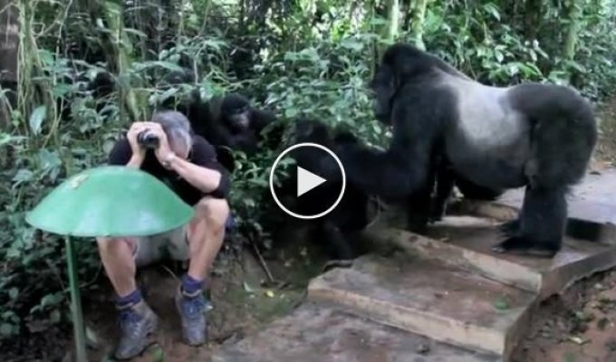 Первое знакомство горилл с людьми
