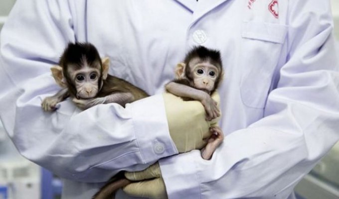 Ученые из Китая впервые клонировали примата (4 фото + 1 видео)