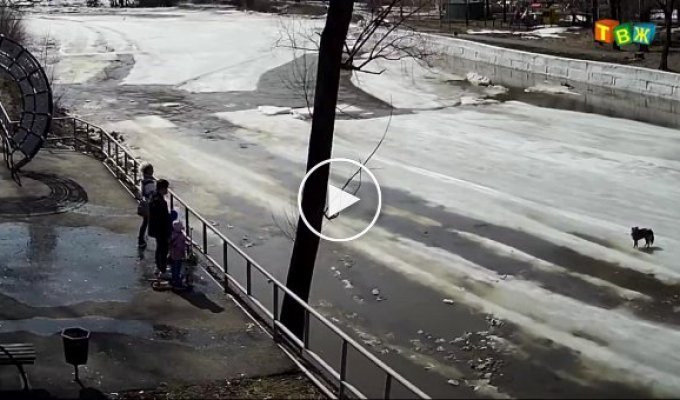 Школьники спасли уплывавшую на льдине собаку