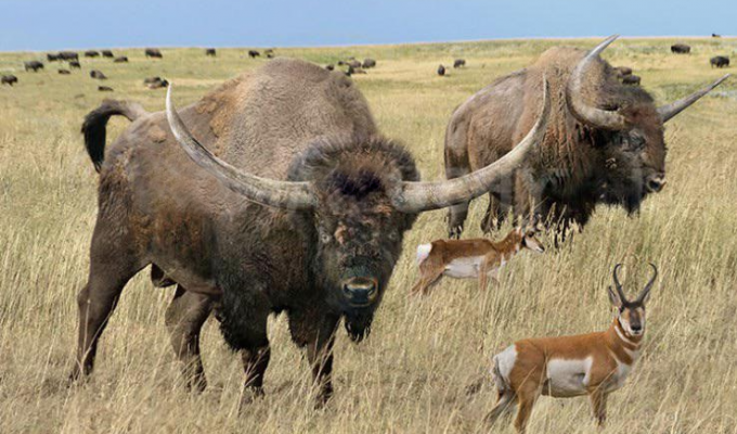 Широколобый бизон: природа Америки вздрогнула от их появления (6 фото)