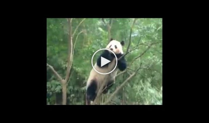Забавная панда сходит с ума от безделья