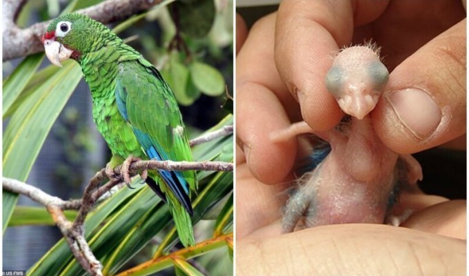 Вымирающие попугаи на Пуэрто-Рико заговорили на неизвестном диалекте (6 фото)