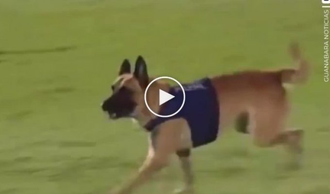 Полицейский пес спер мяч во время футбольного матча