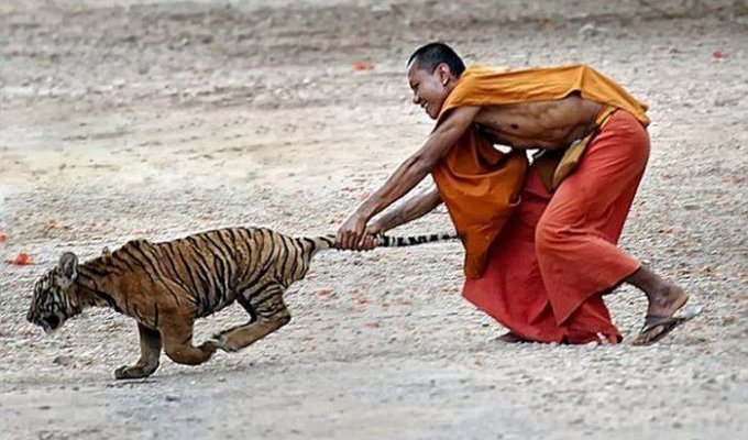 "Храм тигров" и их дружба с монахами ... (5 фото)