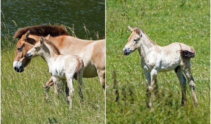 Надежда на спасение: в Англии родился жеребёнок лошади Пржевальского (5 фото)